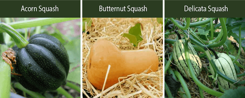 acorn squah butternut squash delicata squash varieties